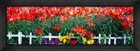 Framed Flowers in bloom, Alaska, USA Print