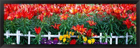 Framed Flowers in bloom, Alaska, USA Print