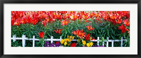 Framed Flowers in bloom, Alaska, USA Print