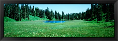 Framed Trees in a forest, Lakes, Alaska, USA Print