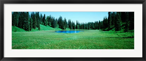 Framed Trees in a forest, Lakes, Alaska, USA Print