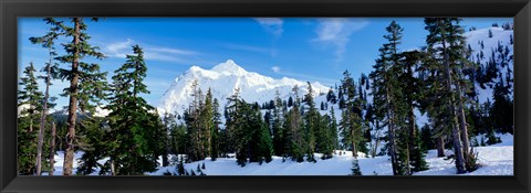 Framed Trees on a snow covered mountain, Mt Shuksan, Mt Baker-Snoqualmie National Forest, Washington State, USA Print