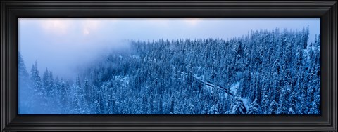 Framed High angle view of a forest, Mt Baker Ski Area, Whatcom County, Mt Baker-Snoqualmie National Forest, Washington State, USA Print