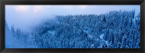 Framed High angle view of a forest, Mt Baker Ski Area, Whatcom County, Mt Baker-Snoqualmie National Forest, Washington State, USA Print