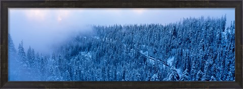 Framed High angle view of a forest, Mt Baker Ski Area, Whatcom County, Mt Baker-Snoqualmie National Forest, Washington State, USA Print