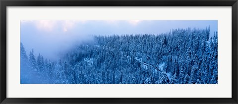 Framed High angle view of a forest, Mt Baker Ski Area, Whatcom County, Mt Baker-Snoqualmie National Forest, Washington State, USA Print