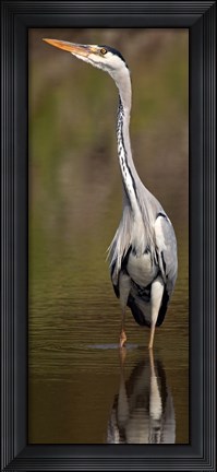Framed Side profile of a Grey Heron (Ardea Cinerea) preparing to take off, Lake Naivasha, Kenya Print