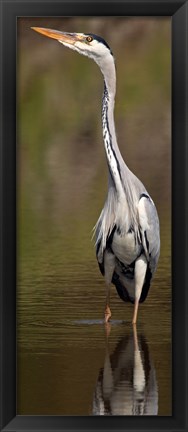Framed Side profile of a Grey Heron (Ardea Cinerea) preparing to take off, Lake Naivasha, Kenya Print