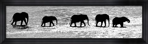 Framed Herd of African Elephants Crossing the Uaso Nyiro River, Kenya (black &amp; white) Print