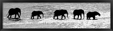 Framed Herd of African Elephants Crossing the Uaso Nyiro River, Kenya (black &amp; white) Print