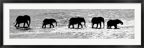 Framed Herd of African Elephants Crossing the Uaso Nyiro River, Kenya (black &amp; white) Print