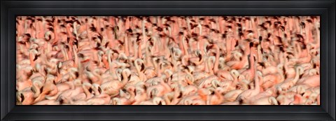 Framed Greater flamingos with Lesser flamingos in flight, Lake Nakuru, Lake Nakuru National Park, Kenya Print