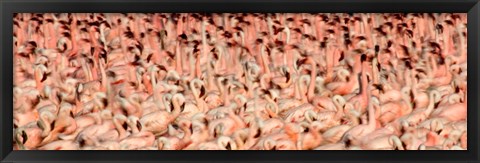 Framed Greater flamingos with Lesser flamingos in flight, Lake Nakuru, Lake Nakuru National Park, Kenya Print