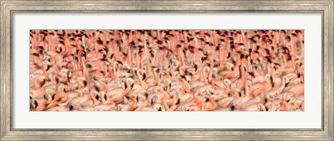 Framed Greater flamingos with Lesser flamingos in flight, Lake Nakuru, Lake Nakuru National Park, Kenya Print