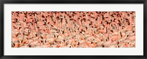 Framed Greater flamingos with Lesser flamingos in flight, Lake Nakuru, Lake Nakuru National Park, Kenya Print