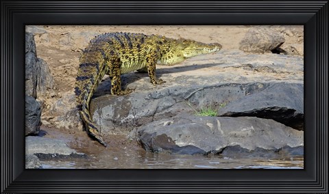 Framed Close-up of a Nile Crocodile (Crocodylus Niloticus) in water, Masai Mara National Reserve, Kenya Print