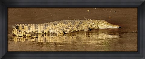 Framed Side profile of a Nile Crocodile (Crocodylus Niloticus), Masai Mara National Reserve, Kenya Print