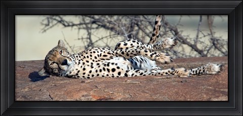 Framed Cheetah (Acinonyx jubatus) resting in a forest, Samburu National Park, Rift Valley Province, Kenya Print