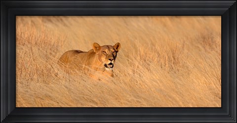 Framed Female lion (panthera leo) moving through tall grass, Masai Mara National Reserve, Kenya, Africa Print