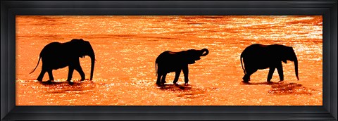 Framed Three African Elephants Crossing the Uaso Nyiro River, Kenya Print