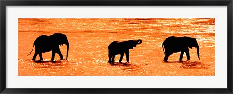 Framed Three African Elephants Crossing the Uaso Nyiro River, Kenya Print