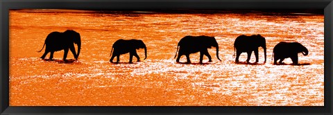 Framed Herd of African Elephants Crossing the Uaso Nyiro River, Kenya Print
