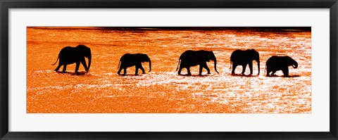 Framed Herd of African Elephants Crossing the Uaso Nyiro River, Kenya Print