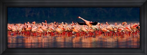 Framed Lesser flamingos in a lake, Lake Nakuru, Lake Nakuru National Park, Kenya Print