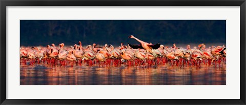 Framed Lesser flamingos in a lake, Lake Nakuru, Lake Nakuru National Park, Kenya Print