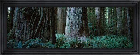 Framed Redwood Trees and Ferns, California Print