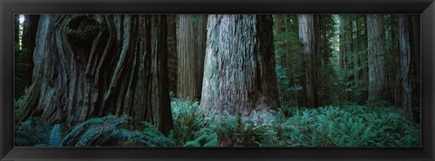 Framed Redwood Trees and Ferns, California Print