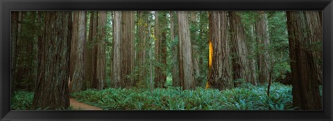 Framed Jedediah Smith Redwoods State Park, California Print