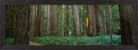 Framed Jedediah Smith Redwoods State Park, California Print