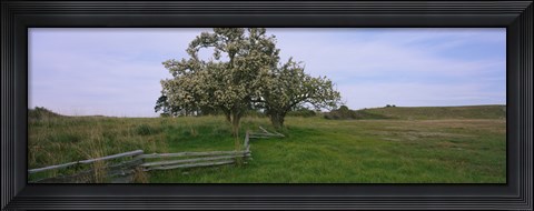 Framed Fence in a field, American Camp, San Juan Island National Historic Park, San Juan Island, San Juan County, Washington State, USA Print