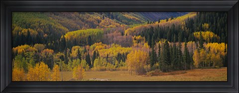 Framed Aspen trees in a field, Maroon Bells, Pitkin County, Gunnison County, Colorado, USA Print