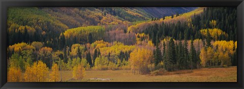 Framed Aspen trees in a field, Maroon Bells, Pitkin County, Gunnison County, Colorado, USA Print