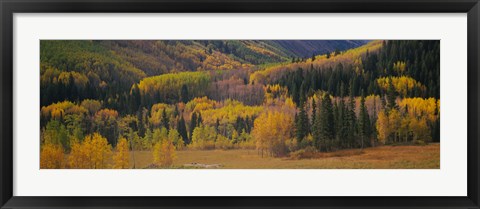 Framed Aspen trees in a field, Maroon Bells, Pitkin County, Gunnison County, Colorado, USA Print