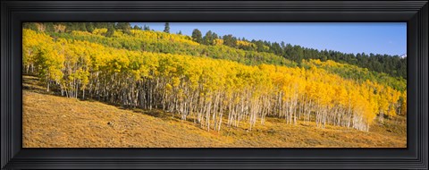 Framed Trees in a field, Dallas Divide, San Juan Mountains, Colorado Print