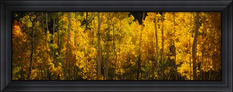 Framed Aspen trees in a forest, Telluride, Colorado Print