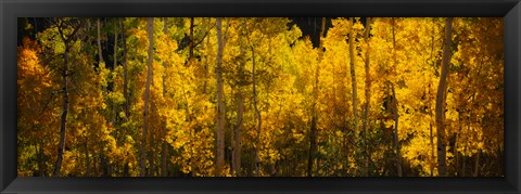 Framed Aspen trees in a forest, Telluride, Colorado Print