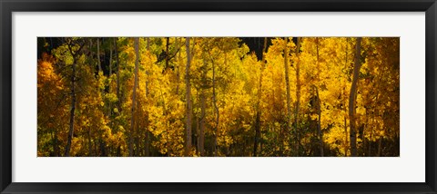 Framed Aspen trees in a forest, Telluride, Colorado Print