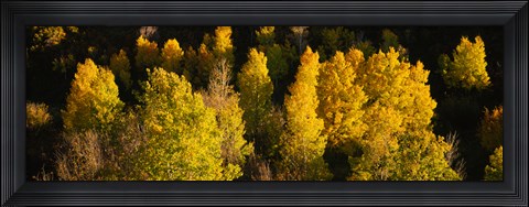 Framed High angle view of Aspen trees in a forest, Telluride, San Miguel County, Colorado, USA Print
