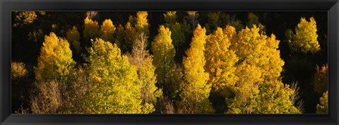Framed High angle view of Aspen trees in a forest, Telluride, San Miguel County, Colorado, USA Print