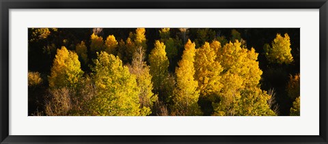 Framed High angle view of Aspen trees in a forest, Telluride, San Miguel County, Colorado, USA Print