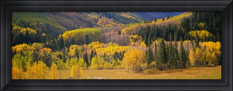 Framed Aspen Trees in a Filed Telluride, Colorado Print