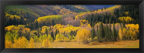 Framed Aspen Trees in a Filed Telluride, Colorado Print