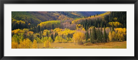 Framed Aspen Trees in a Filed Telluride, Colorado Print