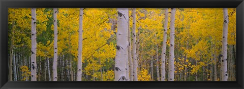 Framed Aspen Trees in Telluride, Colorado Print
