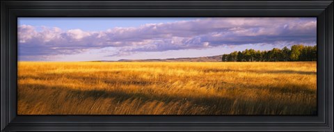Framed Crop in a field, Last Dollar Road, Dallas Divide, Colorado, USA Print