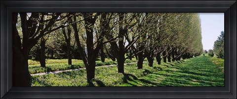 Framed Trees along a walkway in a botanical garden, Niagara Falls, Ontario, Canada Print